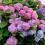 Planter et cultiver des hortensias - Planten en snoeien van hortensias- I Love My Garden