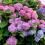 Planter et cultiver des hortensias - Planten en snoeien van hortensias- I Love My Garden