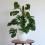 Monstera deliciosa verzorgen – Soigner Monstera deliciosa - I Love My Garden