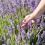 Uprawa lawendy w ogrodzie i w doniczce | Love The Garden