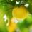 Lemon Tree