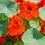 Nasturtium