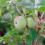 How to grow and care for an Ornamental Quince