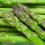 Culture et entretien des asperges