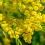 Culture du mimosa en pot