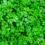 Conseils pour planter du persil  