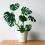 Cultiver un monstera
