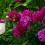 A bush of pink and white peonies in New Zealand