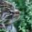 Grey cat sniffing leaves of catnip plant
