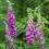 Purple foxglove flowers in a green garden. 