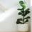 How to Grow Fiddle Leaf Figs
