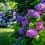 A border of purple and pink hydrangea flowers in a New Zealand garden.