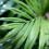 Close-up of Kentia palm leaf with water droplets.