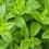 Conseils pour cultiver de la menthe
