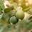 Ripe feijoa fruits on a tree. 