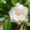 White gardenia flower surrounded by glossy green foliage