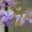 Purple Wisteria sinensis flowers with twisting stems and masses of scented flowers in hanging racemes.