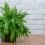 Lush green Boston fern in grey pot against white wall