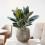 Rubber plant in a pot on the table in modern living room