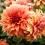 Orange dahlia flowers growing in a New Zealand garden.