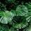 Close-up of Monstera deliciosa foliage