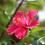 A Hibiscus rosa-sinensis with pink flowers and green leaves.