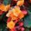Close-up of begonia with double orange flowers and dark green leaves