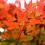 Red Japanese maple tree and maple leaves in autumn.