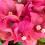 Close-up of pink flowering bougainvillea