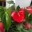 Red anthurium flowers and glossy green leaves