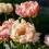 Orange-pink Coral Charm peony flowers in bloom.