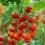 A close-up shot of ripe and unripe cherry tomatoes hanging from the vine in a greenhouse.
