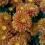 Orange chrysanthemum flowers in bloom