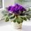 Purple flowering African violet in a pot on windowsill
