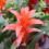 Close-up of bromeliad with striking red flower