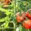 Beautiful red ripe tomatoes on a green vine.