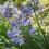 Blue Agapanthus flowers in the garden. 