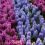 Patchwork of purple and blue hyacinths in garden.