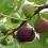  Close-up of ripe figs on fig tree branch.