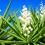 Yucca plant with white flowers and long green leaves on blue sky background. 