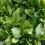 How to grow sorrel