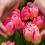 tulipes roses poussant à l'extérieur, tenues par une paire de mains