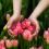 Tulipany