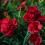 Red carnations growing in a garden in New Zealand