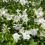 A gardenia shrub in New Zealand blooming with white flowers.