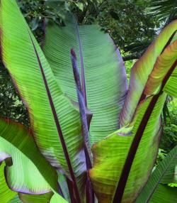 How to Grow Banana Plants 