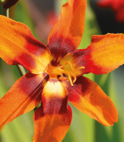 Crocosmia