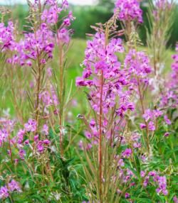 L’Épilobe en épi | Roundup | La Pause Jardin