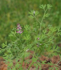 La Fumeterre | Roundup | La Pause Jardin