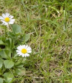 La Marguerite | Roundup | La Pause Jardin